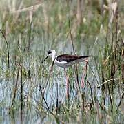 Black-winged Stilt