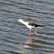 Black-winged Stilt