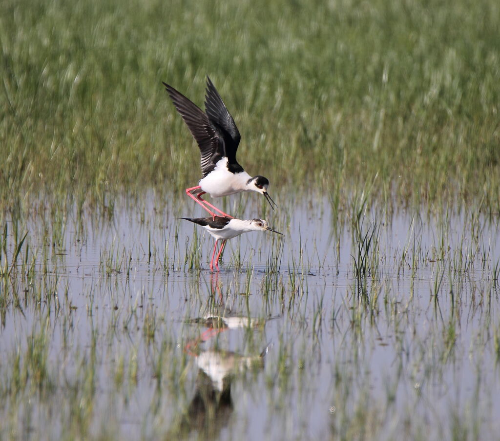 Black-winged Stilt