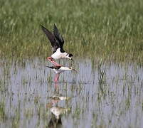 Black-winged Stilt