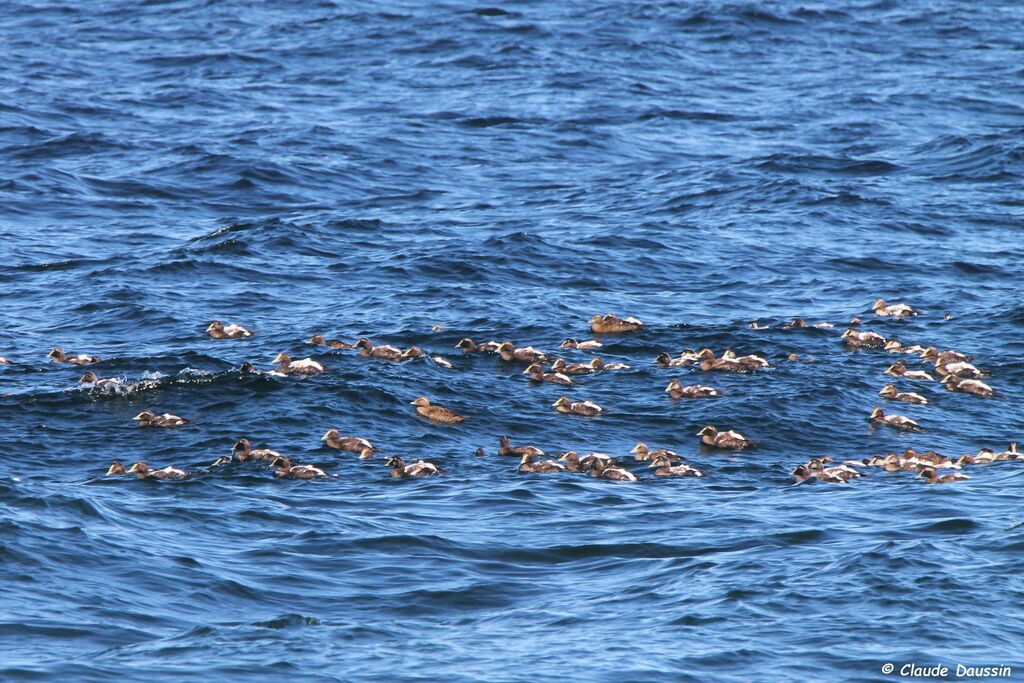 Common Eider