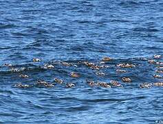 Common Eider