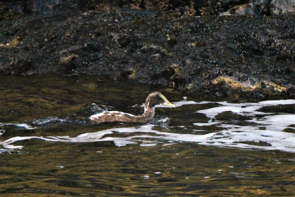 Common Eider