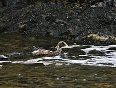 Common Eider