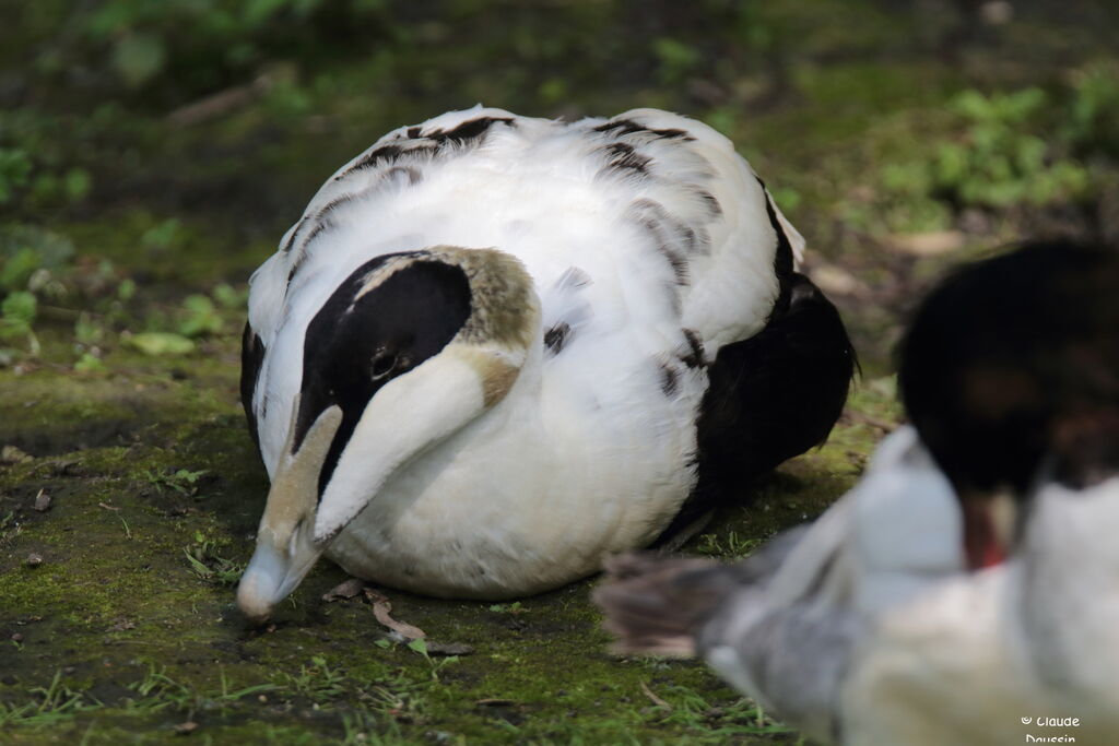 Eider à duvet