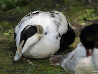 Eider à duvet