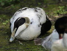 Common Eider