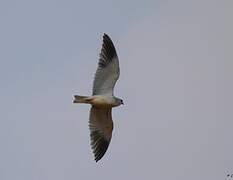 Black-winged Kite