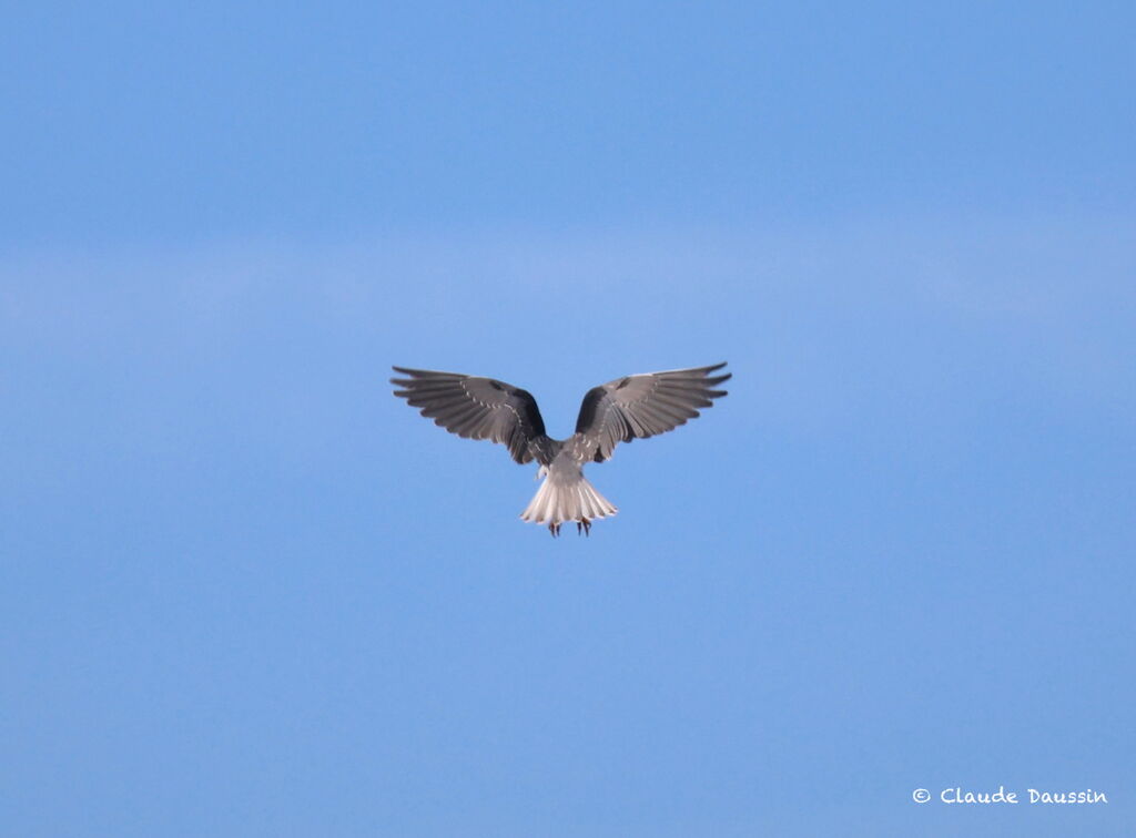 Black-winged Kite