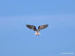 Black-winged Kite