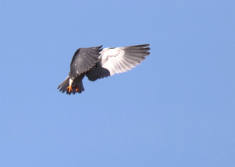Black-winged KiteFirst year, Flight, fishing/hunting