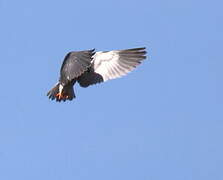 Black-winged Kite