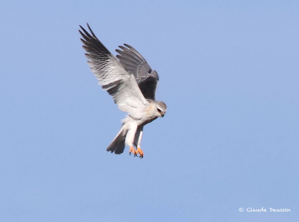 Black-winged KiteFirst year, Flight, fishing/hunting