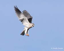 Black-winged Kite