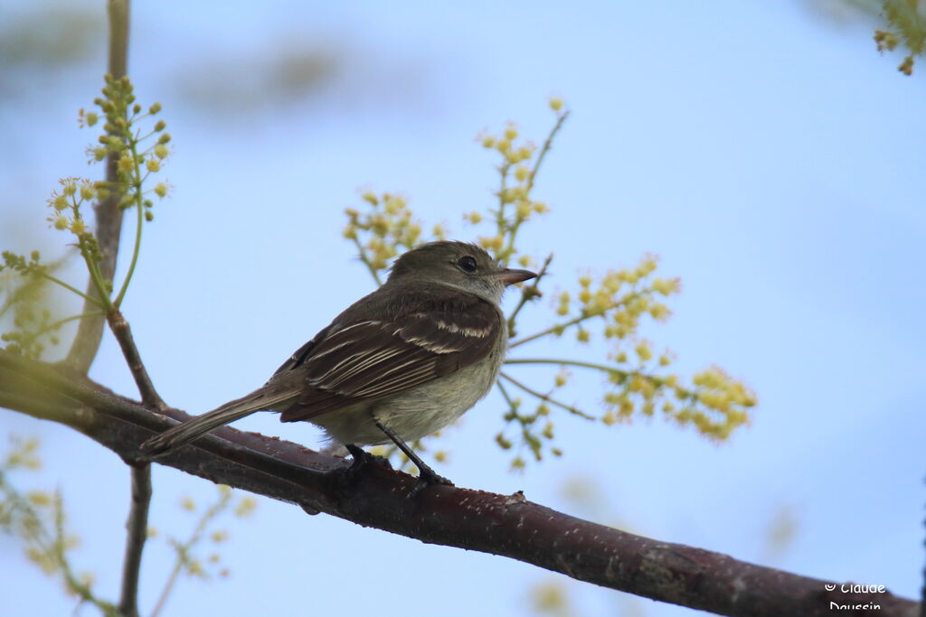 Caribbean Elaenia