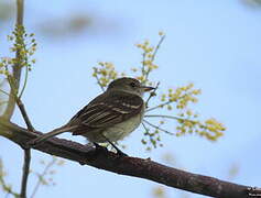 Caribbean Elaenia