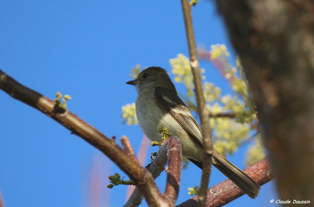 Caribbean Elaenia