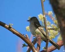 Caribbean Elaenia