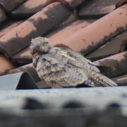 Savanna Nightjar