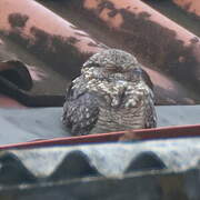 Savanna Nightjar