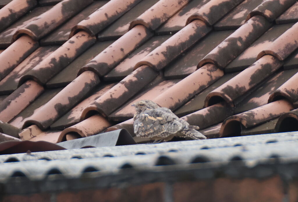 Engoulevent affin, camouflage