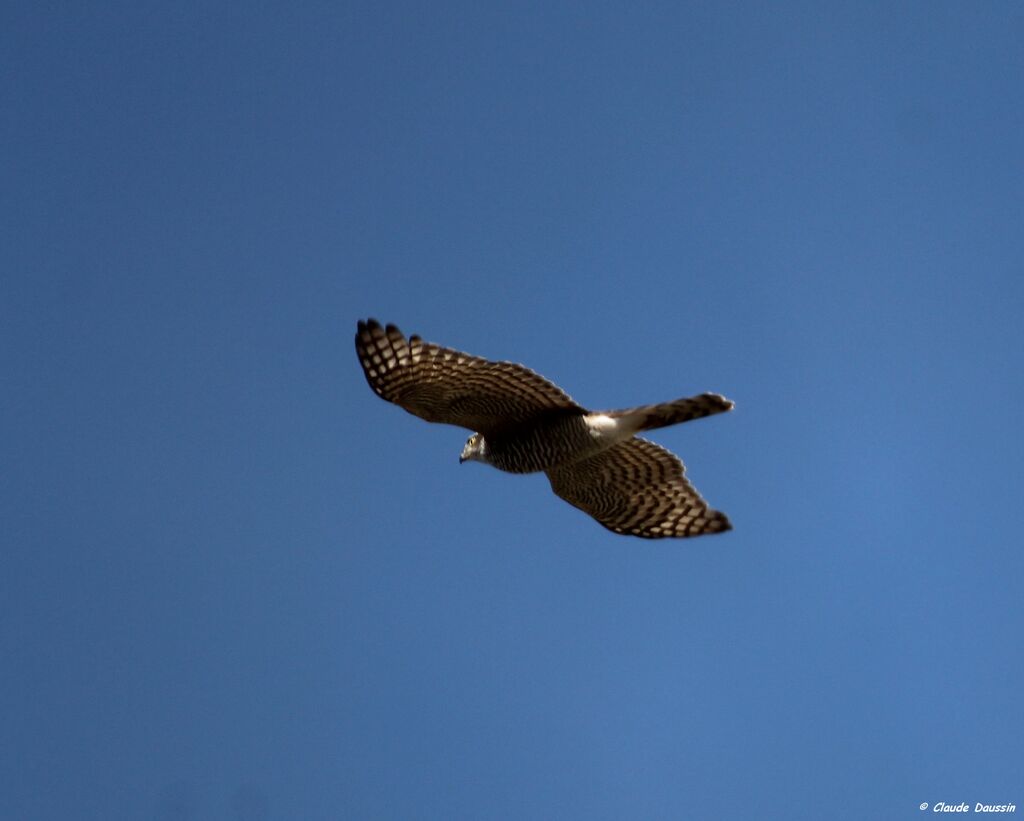 Eurasian Sparrowhawk