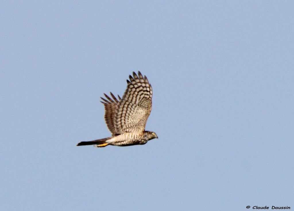 Eurasian Sparrowhawk