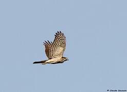 Eurasian Sparrowhawk