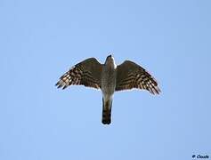 Eurasian Sparrowhawk