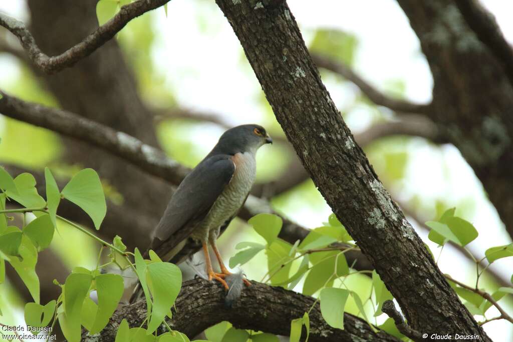 Épervier minule mâle adulte, identification