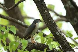 Little Sparrowhawk