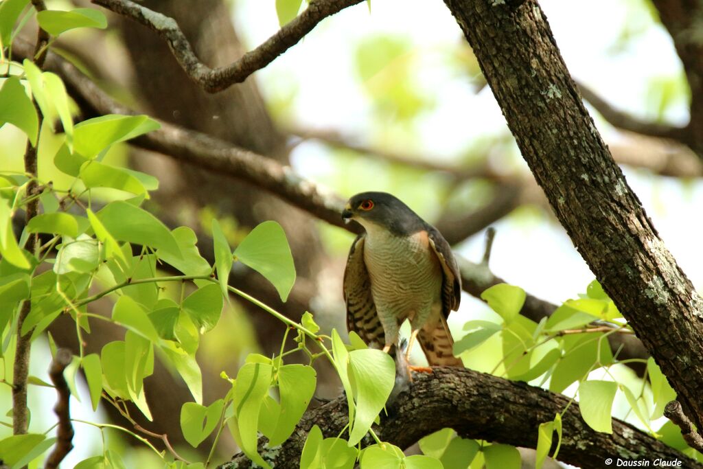 Little Sparrowhawk