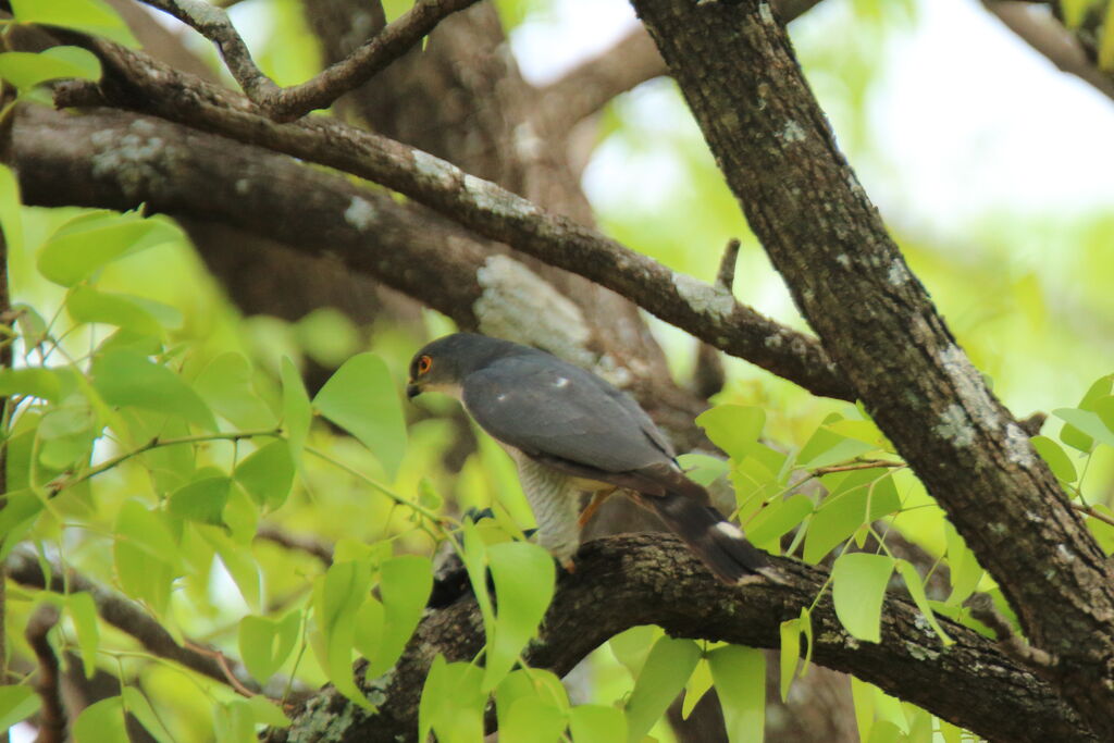 Épervier minule, identification