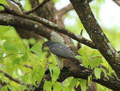 Little Sparrowhawk