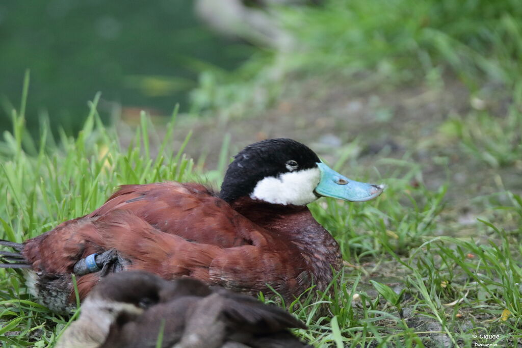 Ruddy Duck