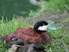 Ruddy Duck