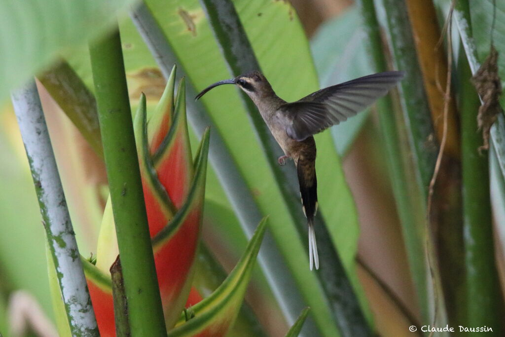 Long-billed Hermit male adult, Flight