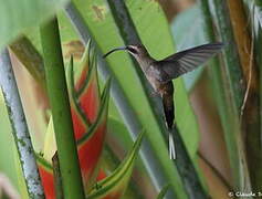 Long-billed Hermit