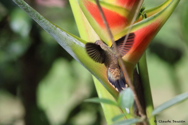 Long-billed Hermit male adult