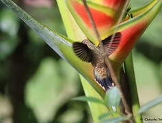 Long-billed Hermit