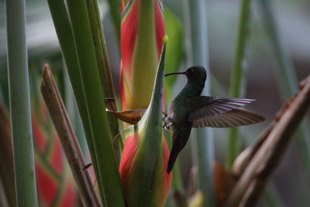 Green Hermit male, Flight