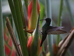 Green Hermit