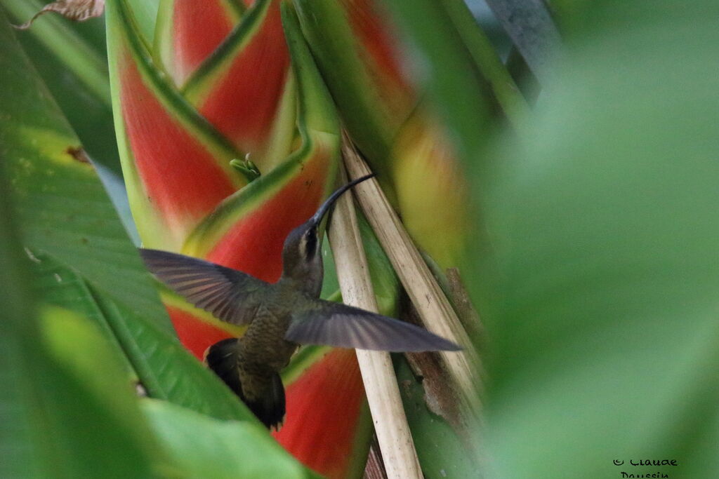 Green Hermitadult, Flight