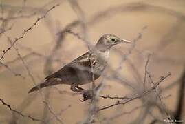 Wattled Starling