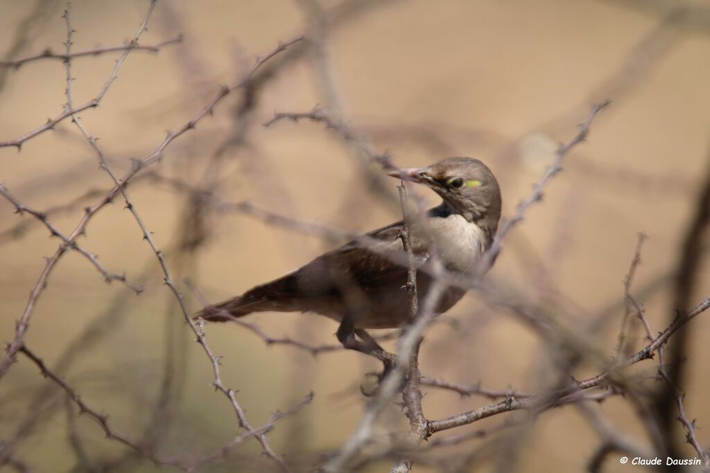 Wattled Starlingimmature