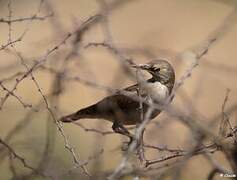 Wattled Starling