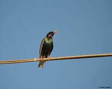 Common Starling