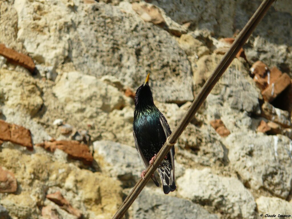 Common Starling