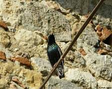 Common Starling