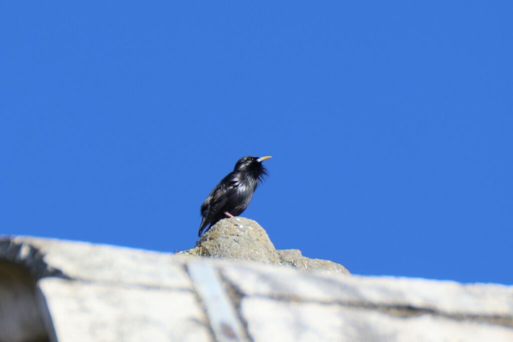 Spotless Starling